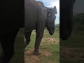 තව පොඩ්ඩෙන් ලොකු අයියගෙන් කන්න වෙන්නෙ male elephant to very closer safari srilanka udawalawa