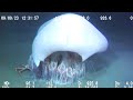 9 Strange Deep Ocean Creatures Found by Japan's ROVs № 4🇯🇵