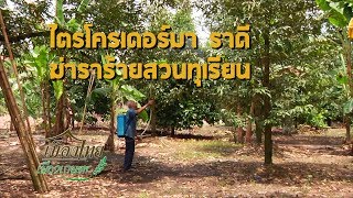 รายการเมืองไทยเมืองเกษตร EP.7 ไตรโครเดอร์มา ราดี ฆ่าราร้ายสวนทุเรียน ออน 20 พ.ย. 2561