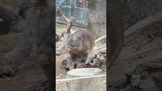 2024.1.3 早くフクちゃんに会いたいな〜🥹(#五月山動物園 #ウォンバット #フクちゃん)