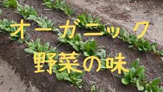 オーガニック野菜は美味しい？身体にいい？