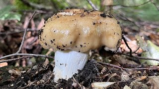 4K Russula foetens Mushroom Identification