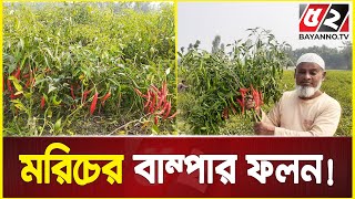 কুড়িগ্রামে মরিচের বাম্পার ফলন! | Kurigram News