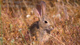 HDObservations : Desert Cottontail (4K UHD)