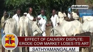 Effect of Cauvery Dispute: Erode Cow Market loses its art  | Thanthi TV