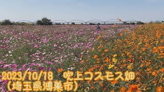 2023/10/18　吹上コスモス畑（埼玉県鴻巣市）