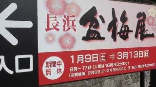 関西の花2016/長浜盆梅展の梅（2016/1/30)