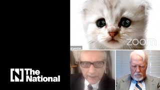 Lawyer gets stuck with fluffy white kitten filter during Zoom court hearing