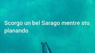 Pesca sub ( Saragone ) in caduta con acque sempre più miti