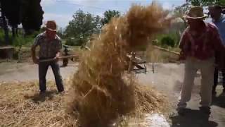 Ruviano  e la battitura del grano nell'antica masseria Arena