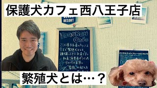 【大人の社会科見学】保護犬カフェってどんなとこ？保護犬カフェ西八王子店　A stray dog shelter in Tokyo