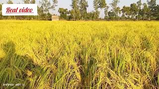 দিনাজপুরের ঐতিহ্যবাহী জিরা ধান।Traditional cumin rice of Dinajpur.