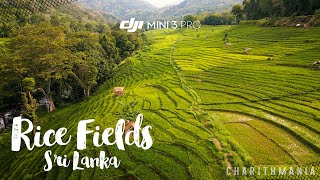 Rice Fields Sri Lanka - ලංකාවේ සුන්දරම හෙල්මළු කුඹුරු යාය 4K