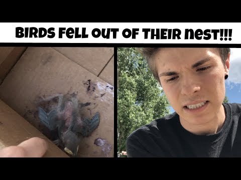 Saving Baby Birds & What to Do If You Find Them! Saving Baby Birds & What to Do If You Find Them!