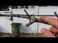 how to prune muscadine grapes