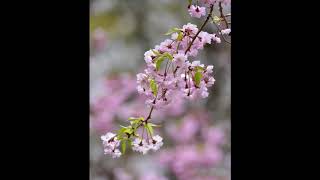 我眼追想　2018 奈良県桜井市 静やかに桜咲く多武峰 談山神社