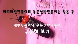 (한국의 딱정벌레) 파파리반딧불이와 같은 종 \