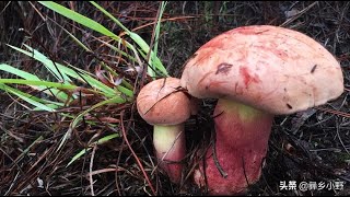 连续下了两天的雨，今天终于收获满满。这么多的野生菌捡得真过瘾