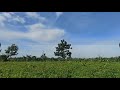 naypyidaw beautiful farms htan ta pin village ထန်းတစ်ပင်ရွာ လယ်တောအလှ၊ ဇေယျာသီရိမြို့နယ်