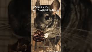 初めての松ぼっくり🐭チンチラのさなす♂🐭