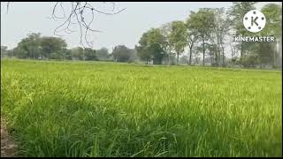 Rope pollination in Hybrid Rice Seed Production