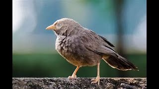 தவுட்டுக் குருவி,Yellow-billedBabbler. காட்டுச் சிலம்பன்.காட்டு பூணியல். Fast and slow motion flying