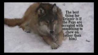 WC Video - 15 December 2008 - Dominance Interactions between the ambassador wolves