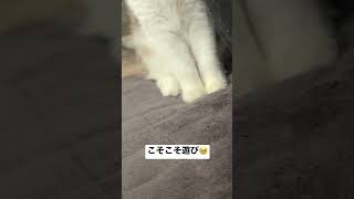 寝起きに遊び催促してくる😂💕 #cat #cats #shortvideo #shorts #short