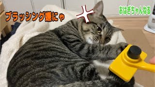 ご機嫌ナナメのおはぎ姫がかわゆい #cat #ブラッシング #猫