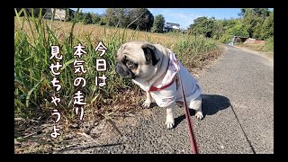 本気出すと実はかなり足が速いパグ犬ぷぅPug