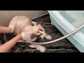 vlog笠赛级洗猫详细技巧