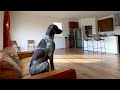 Leaving My Dog Home Alone | German Shorthaired Pointer | GSP Dog Vlog