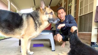 GSD Food Training | Indian Vlogger | Hindi Vlog | German Shepherd | This Indian GSD