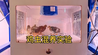 从今天起，面包虫每天都能吃到最新鲜的……