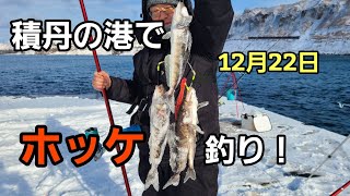 1２月２２日積丹の港でホッケ釣り！