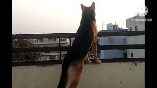 mischief of my German shepherd dog | शाम के समय मेरे जर्मन शेफर्ड कुत्ते मैक्स की शरारतें