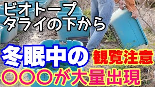 【脱サラ30代睡蓮農園開拓⑤】ビオトープ大量リセット中に冬眠中の○○〇が大量に出現！メダカ睡蓮ビオトープ