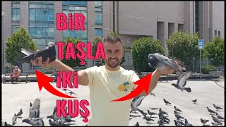 Yabani Güvercinler Arasında Kaçak Sürüsü ! ( Posta, Baska Yakaladım. )