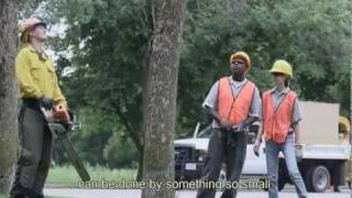 LITTLE THINGS big problems-- Emerald Ash Borer