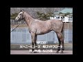 2019ﾄﾚｰﾆﾝｸﾞｾｰﾙ上場予定馬 4 5調教