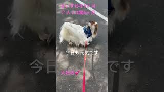 【パピヨン】お散歩 #ぱぴよん #パピヨン #愛犬 #シニア犬 #papillon #ペット #多頭飼い #11歳 #犬 #15歳 #お散歩