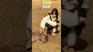 鹿と触れ合いを楽しむ観光客🫎NARA  PARK▶️クリックでロングバージョンに移行します