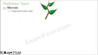 Biology Morphology of Flowering Plants part 17 Phyllotaxy  Alternate, opposite CBSE class 11