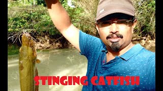 Catching a Dangerous Stinging Catfish from freshwater pond.