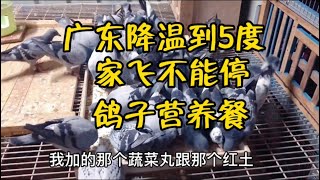 【小悠赛鸽】125期：赛鸽如同运动员，只有不断训练家飞，才能提高成绩，也要补充营养