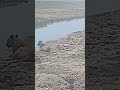 Amboseli national park,below Kilimanjaro,A pride of lions grooming ...in the hot sun