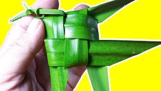 ใบเตย สุดยอดคุณประโยชน์..!!  สมุนไพรที่ควรปลูกไว้คู่บ้าน  | Nava DIY