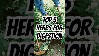 The MOST POWERFUL Herbs for Digestion \u0026 Gut Health! #healthtips #digestion #guthealth #wellness