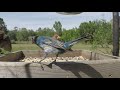 blue grosbeaks and indigo buntings at platform feeder spring migration