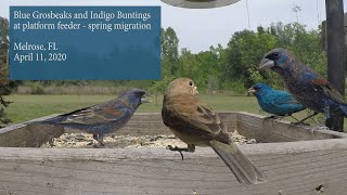 Blue Grosbeaks and Indigo Buntings at platform feeder - spring migration